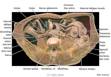 咽門|KMU Anatomy Video